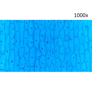 Цифровой микроскоп МИКМЕД LCD 1000Х 2.0LB